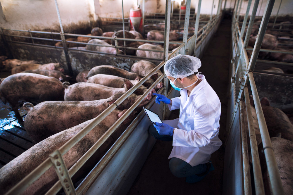 veterinarian doctor with tablet examining pigs pig farm (1)